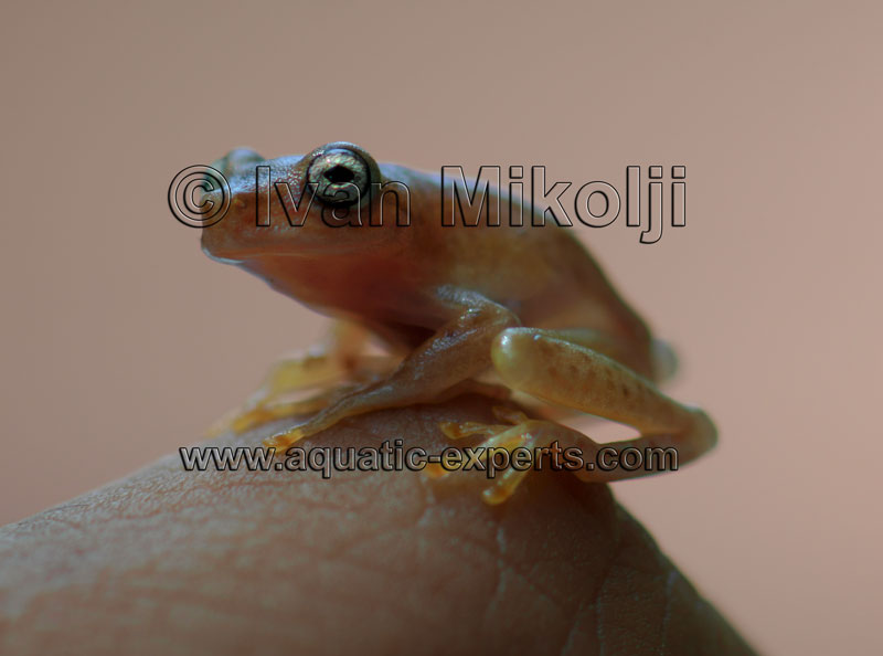 map treefrog